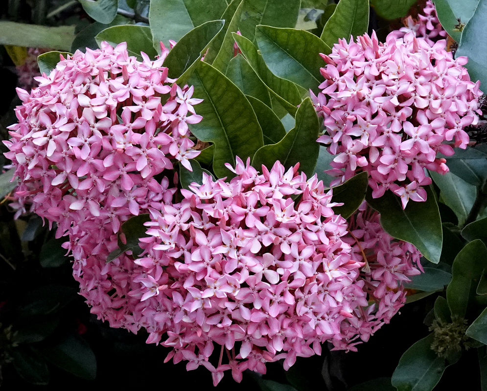 Clusters of pink Ixora coccinea flowers