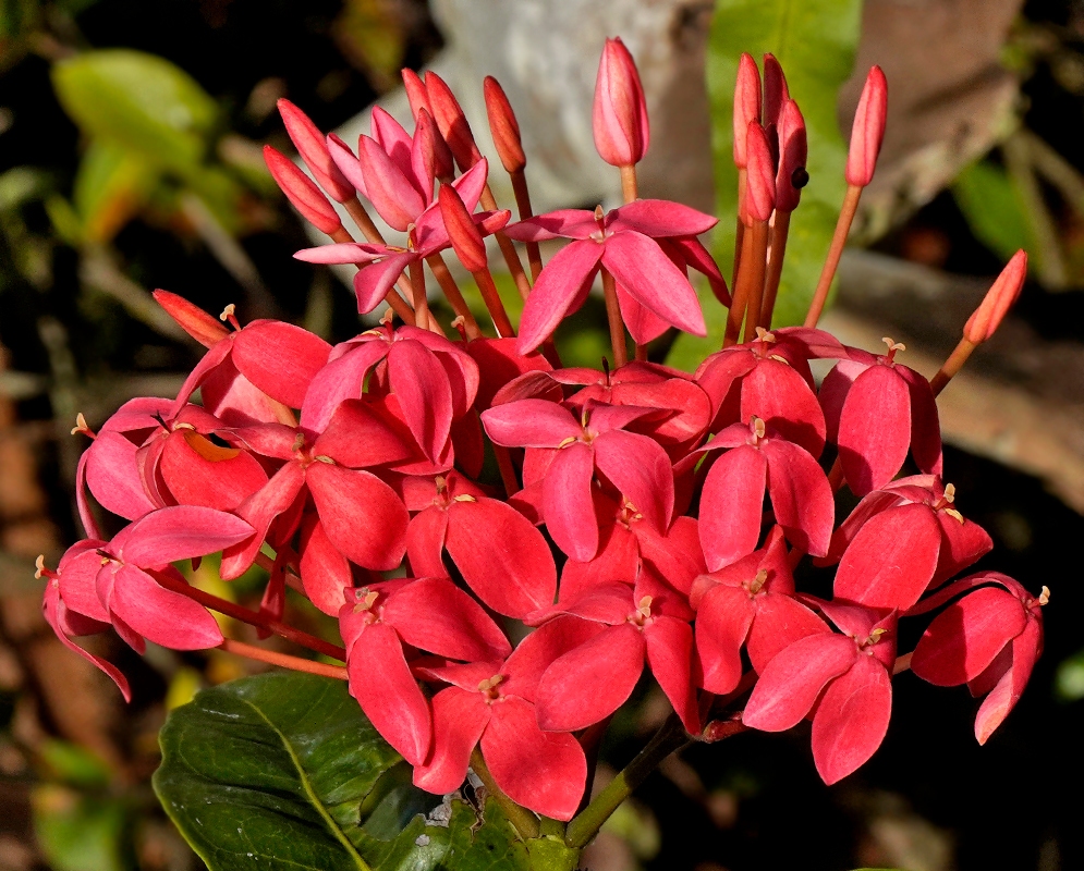 A cluster of red Ixora coccinea flowers in sunlight