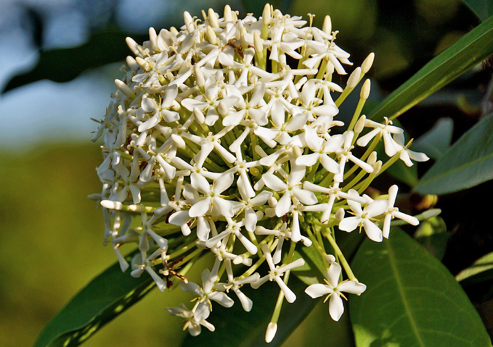 A cluster of cream-white Ixora coccinea flowers in sunlight