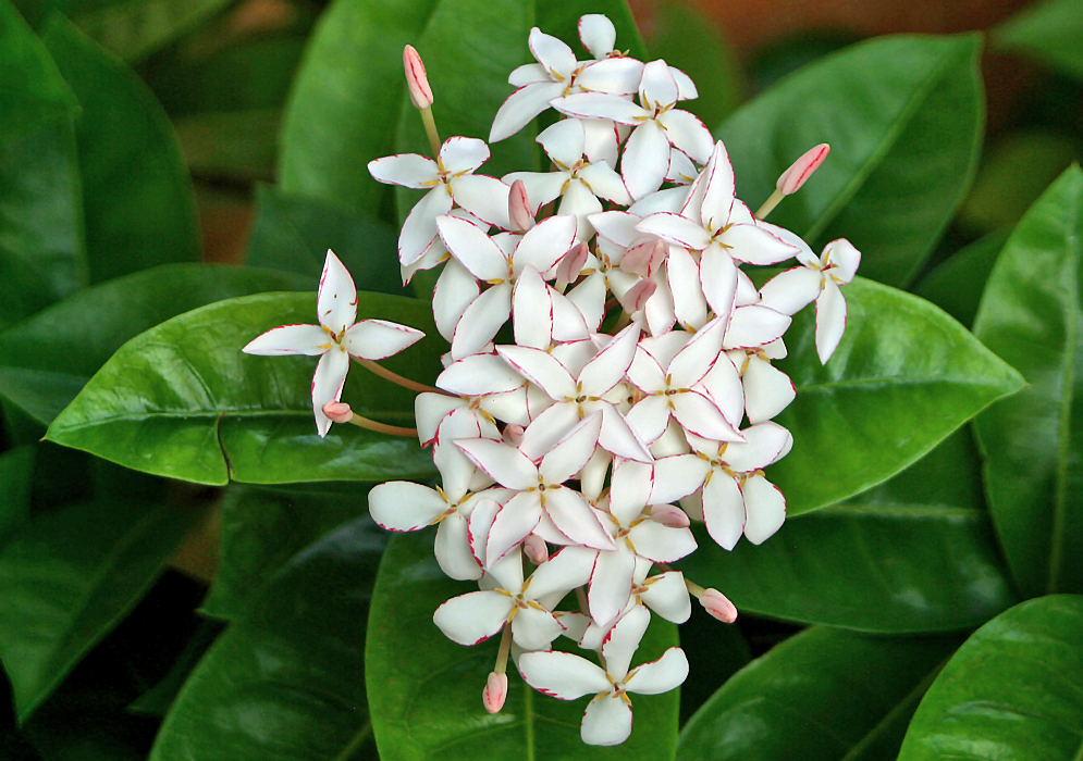A cluster of white Ixora coccinea flowers with pink on the petal borders