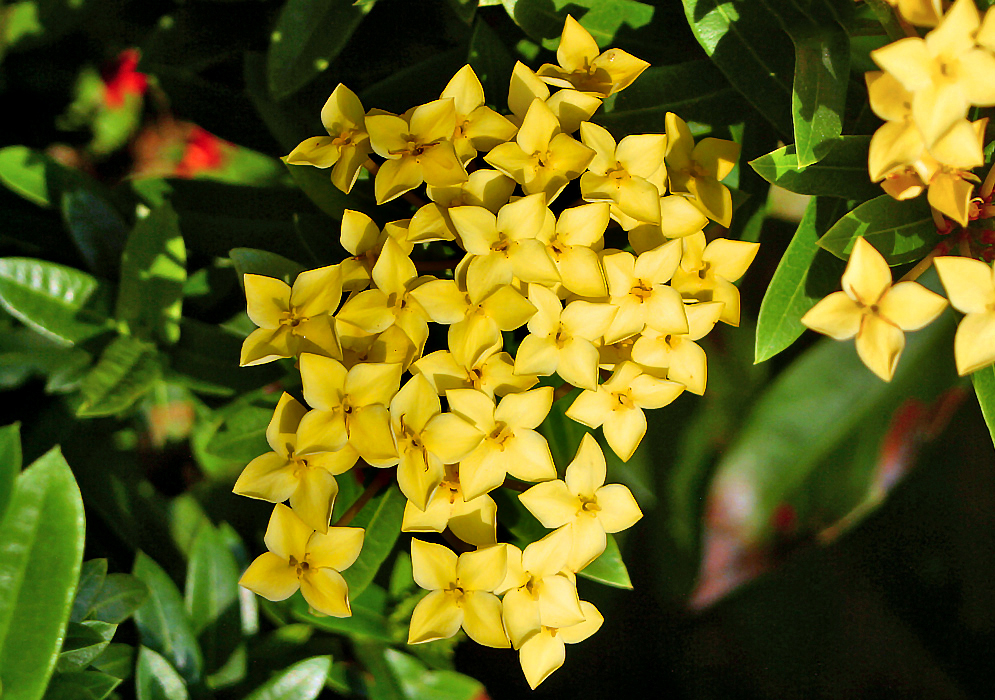 A cluster of yellow Ixora coccinea flowers