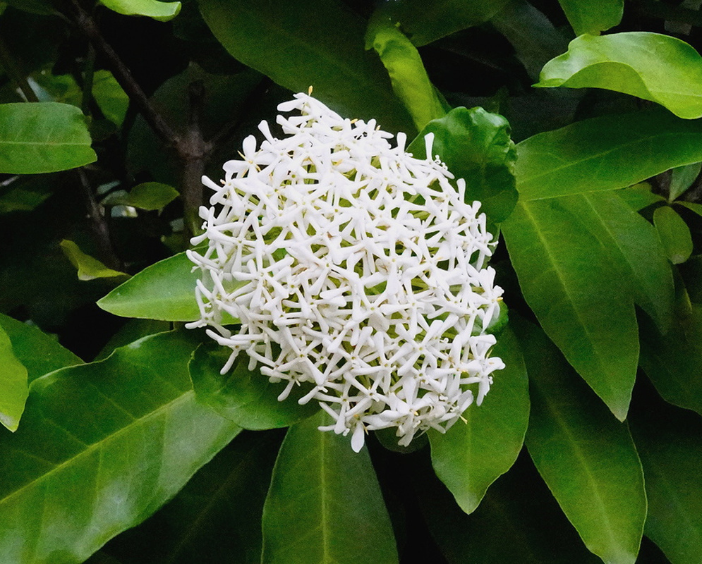 Ixora finlaysoniana bears a rounded cluster of slender white star-shaped flowers among glossy green leaves