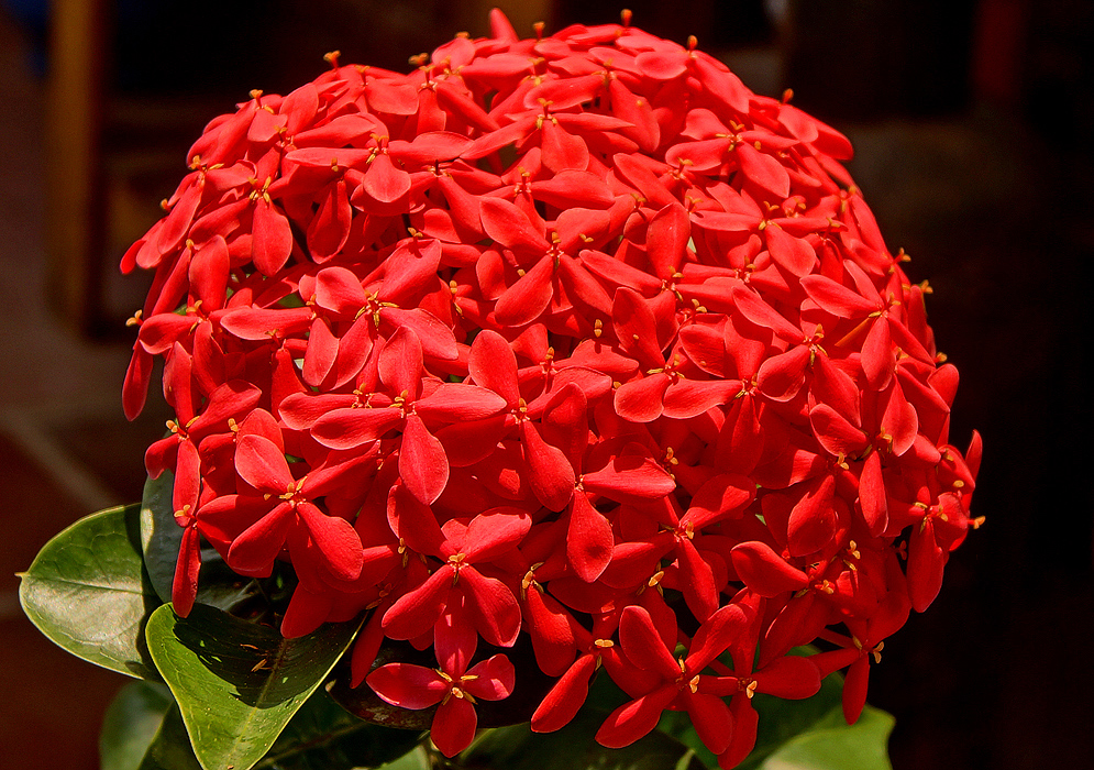 A large cluster of red Ixora casei flowers
