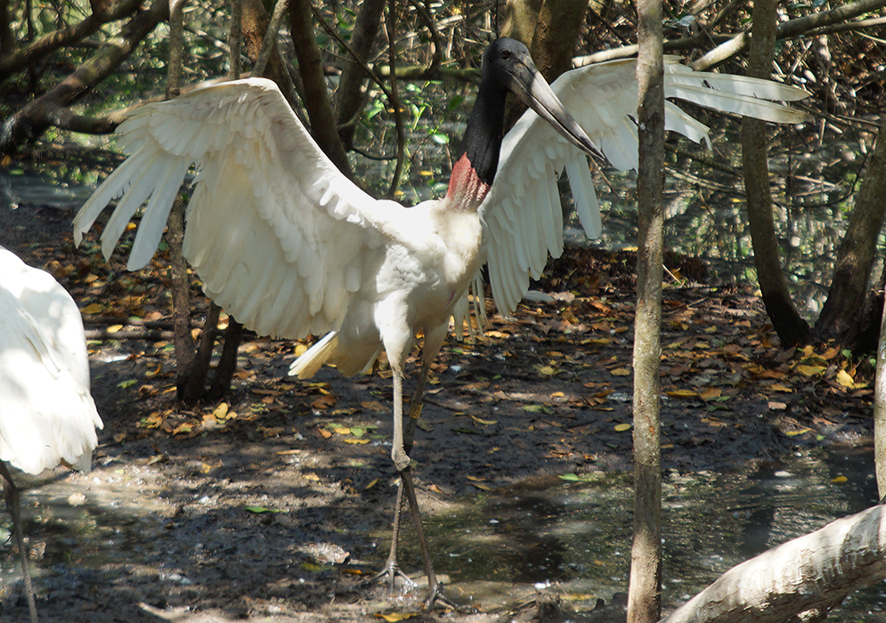 Two Jabiru birds standing in front of a swamp