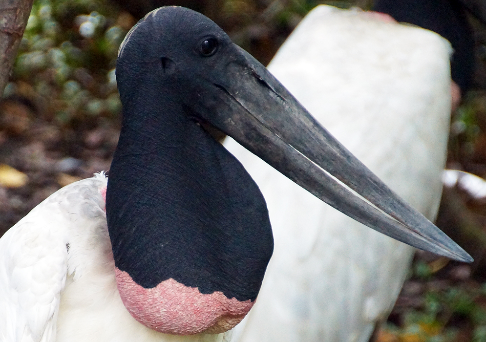 Black head and beak of a Jabiru