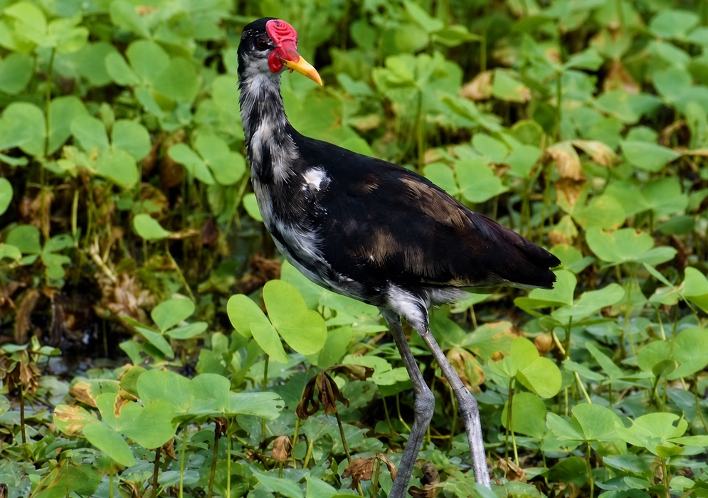 Young Jacana jacana standing on floating wetland vegetation with long gray legs, dark plumage, a red frontal shield, and yellow bill