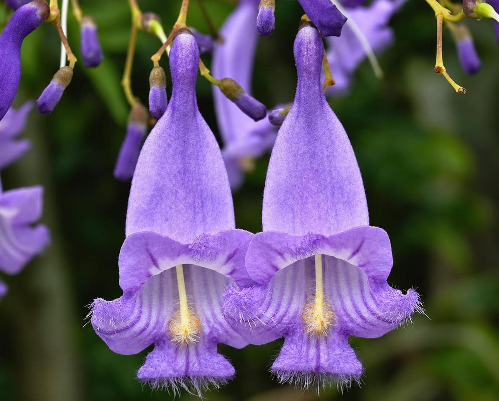 Jacaranda caerulea has hanging violet tubular flowers with pale throats and fringed lower lobes beneath small buds
