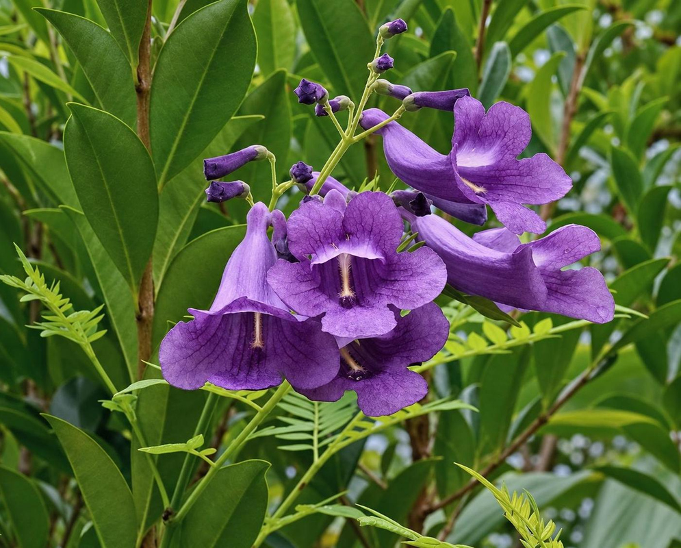 Purple Jacaranda jasminoides × cuspidifolia flowers hang in a cluster with pale throats