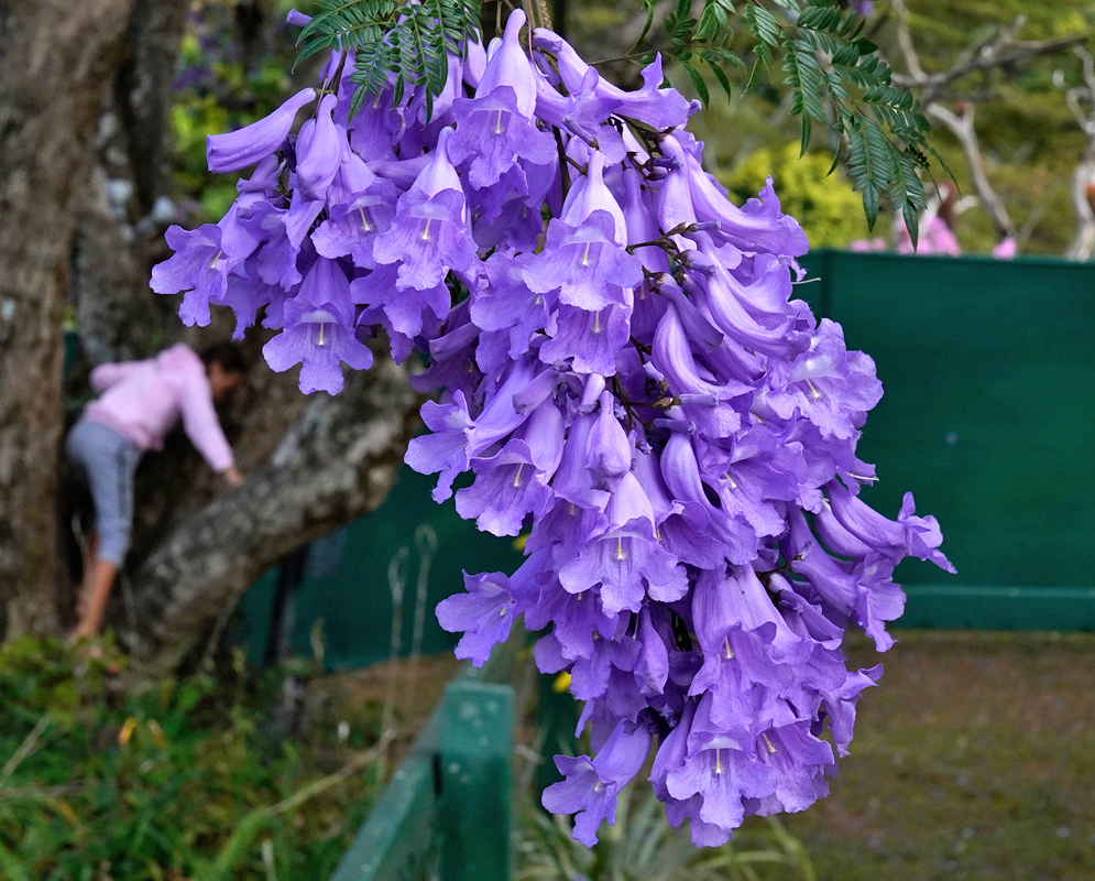 Close-up of jacaranda blossoms showing five-lobed lavender petals with a tubular white throat and fuzzy edges, surrounded by fine compound green leaves