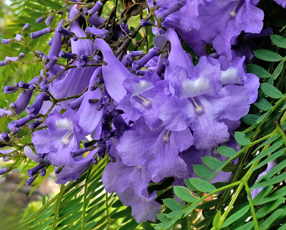 A dense cluster of trumpet-shaped lavender flowers hangs from a jacaranda branch, each bloom displaying a flared, slightly ruffled opening with faint white markings near the throat