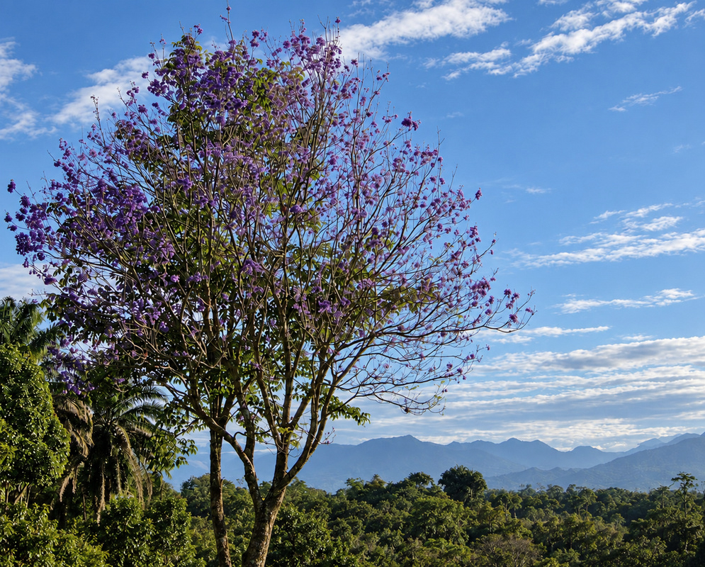 A tall Jacaranda tree carries scattered purple flower clusters beneath a blue sky
