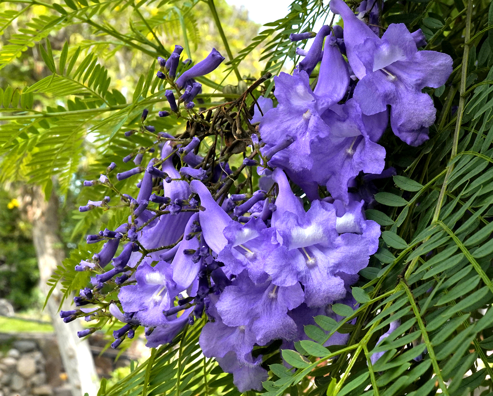 A Jacaranda branch with violet and purple flowers