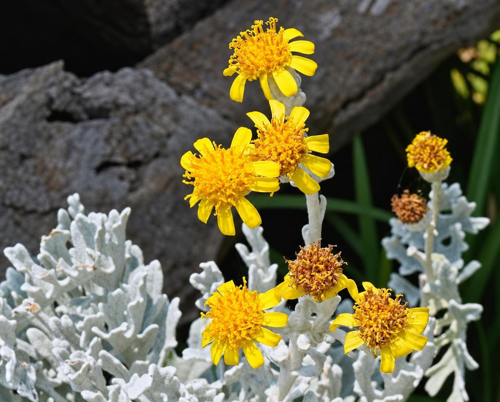 Jacobaea maritima has yellow daisy-like flower heads above deeply divided leaves covered in dense silvery white hairs