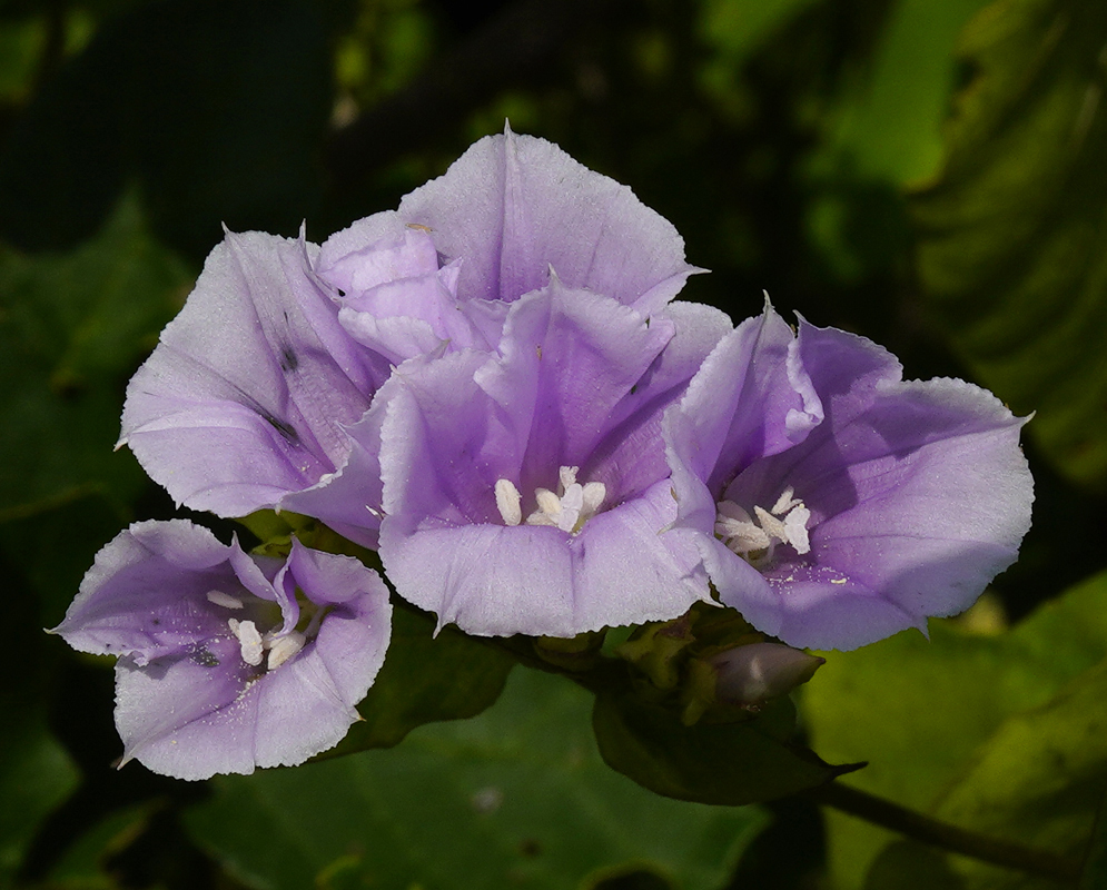 A small cluster of violet Jacquemontia agrestis flowers with white stamens