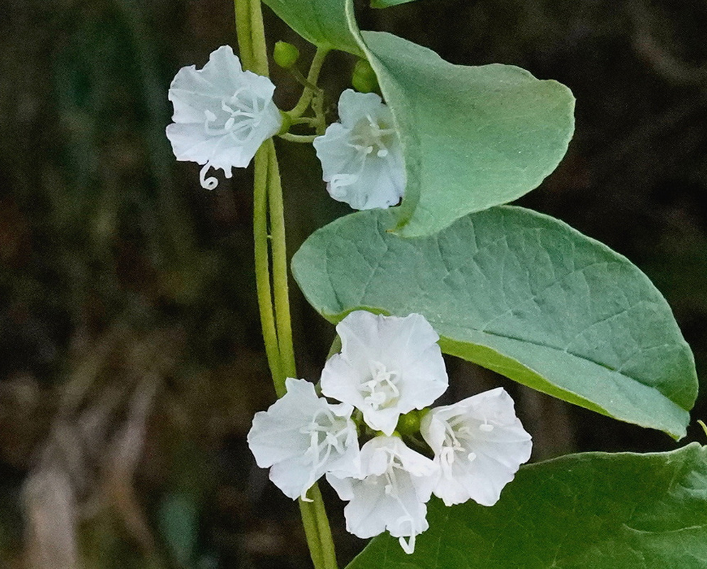 Jacquemontia nodiflora has small white flowers clustered at the leaf nodes beside broad softly hairy green leaves
