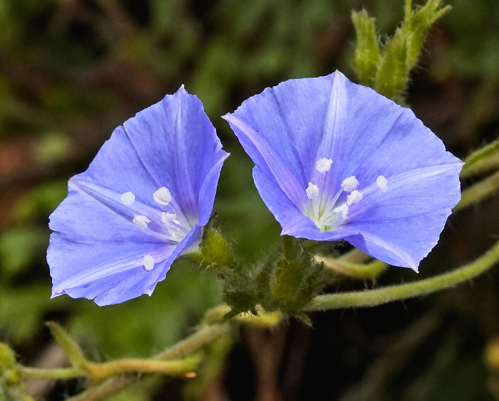 Jacquemontia tamnifolia plant habit and foliage