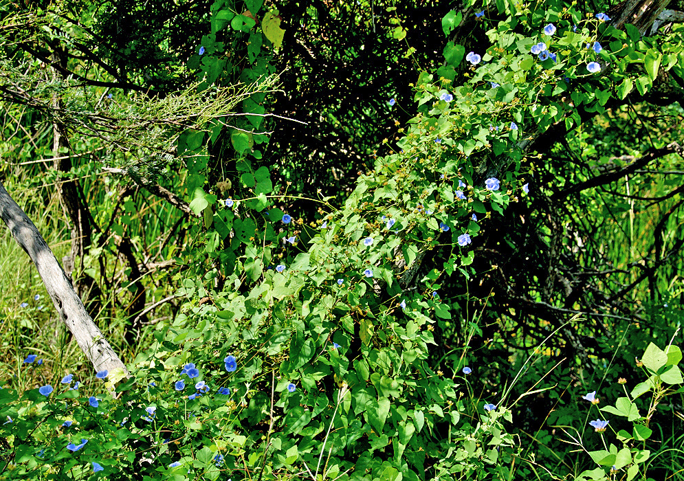Jacquemontia agrestis vine growing over vegetation in the underbrush 