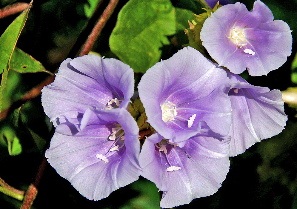 A cluster of light violet Jacquemontia agrestis flowers with purple centers and white stamens in sunlight