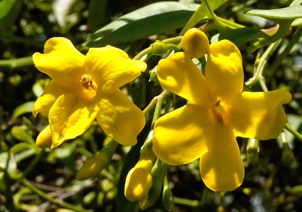 Two bright yellow Jasminum humile flowers