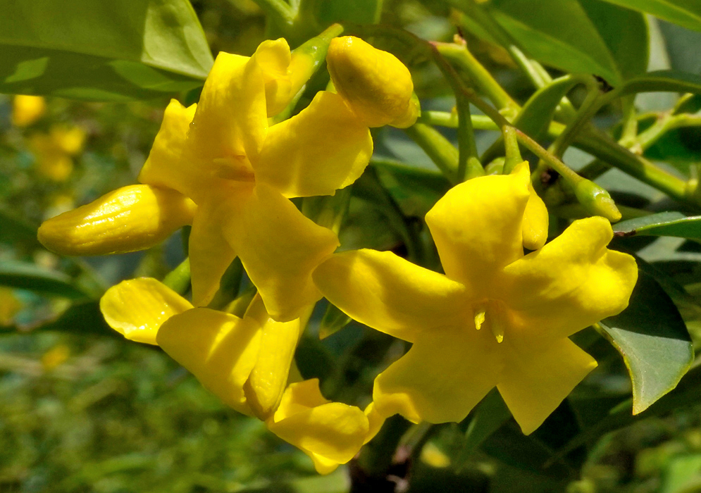 A pure yellow Jasminum humile flower surrounded by yellow flower buds