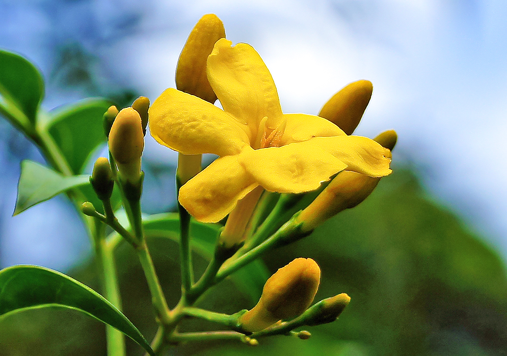 Yellow flower, stamens and buds of a Jasminum humile under blue sky