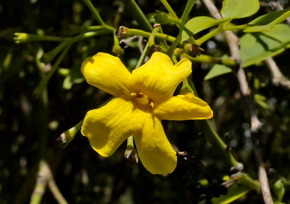 All yellow Jasminum humile flower in sunlight