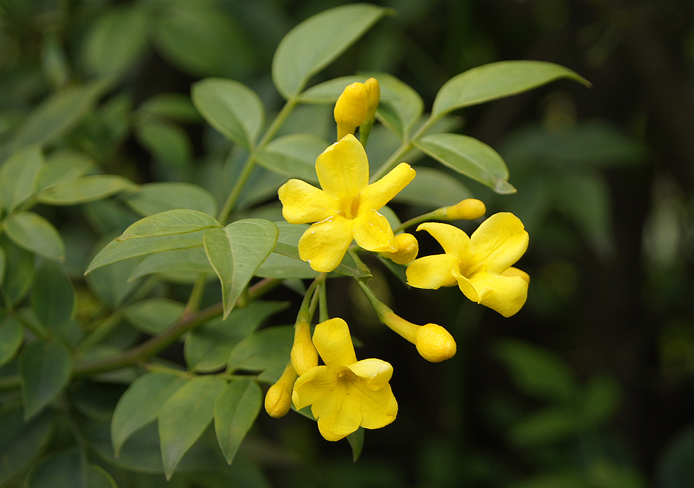 Yellow flower and flower buds of a Jasminum humile under blue sky