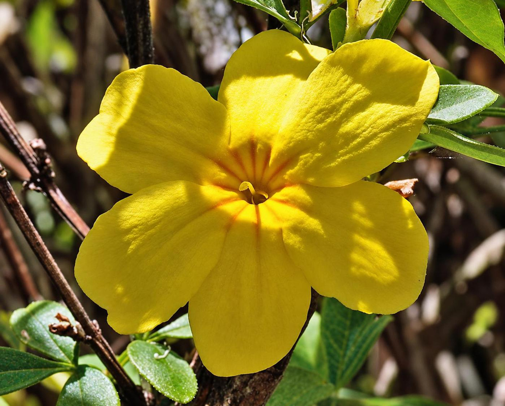 Jasminum mesnyi has a broad yellow flower with rounded overlapping lobes beside narrow green leaflets and brown stems