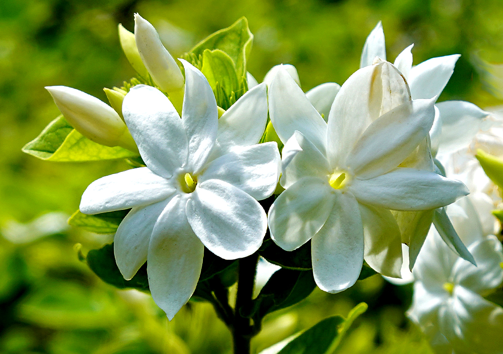 White Jasminum multiflorum flower in sunlight