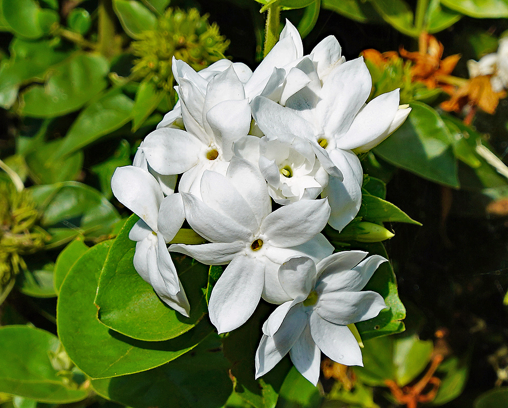 A cluster of white Jasminum multiflorum flowers in sunlight