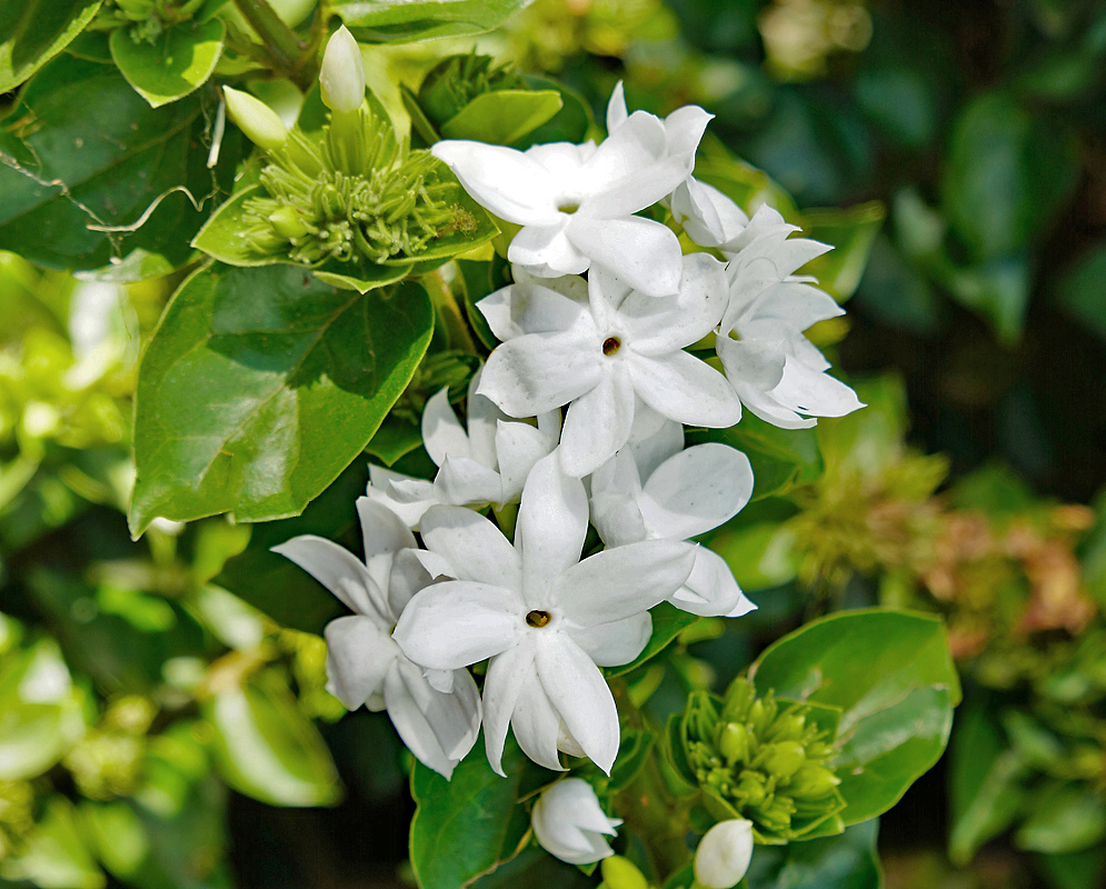 A cluster of white Jasminum multiflorum flowers
