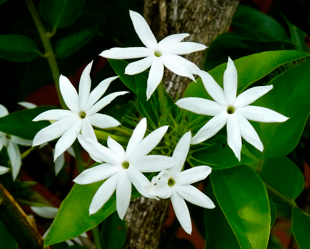 White Jasminum multiflorum flowers in sunlight