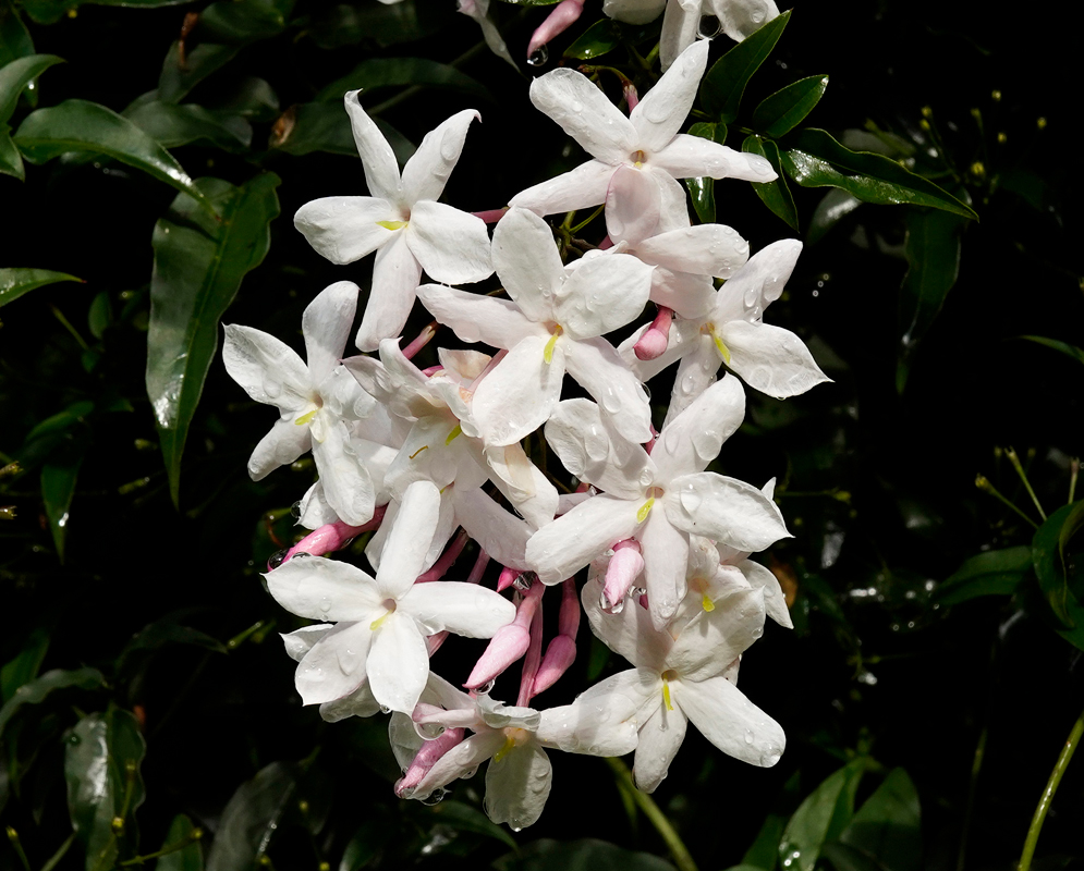 White flowers and rose-pink buds of Jasminum polyanthum