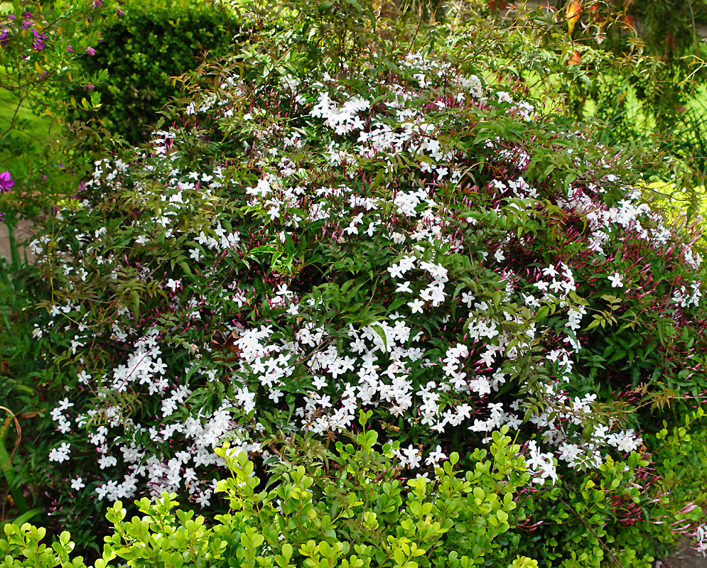 Jasminum polyanthum vine shaped as a shrub with white flowers and pink flower buds