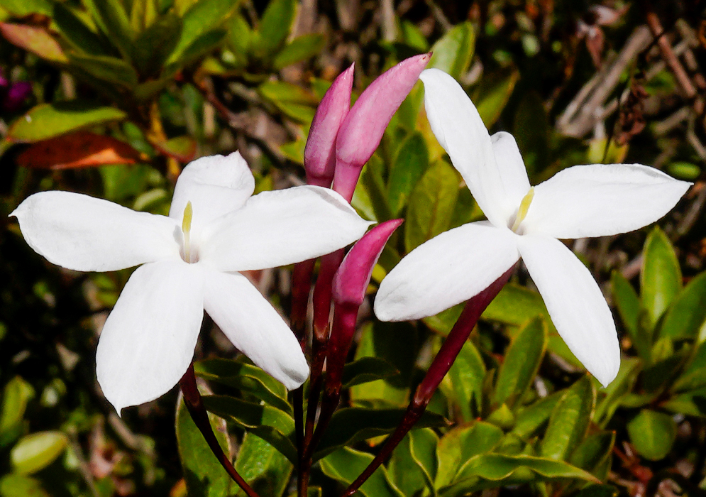 A cluster of white Jasminum polyanthum flowers with pink tubes and yellow stamens