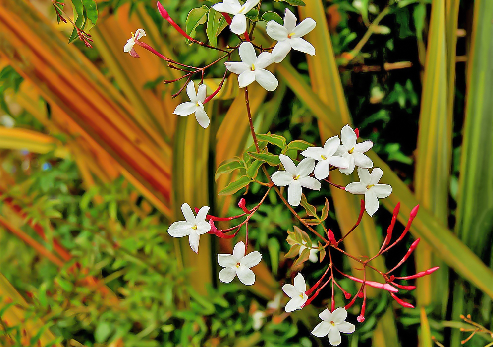 White flowers and red buds of a Jasminum polyanthum