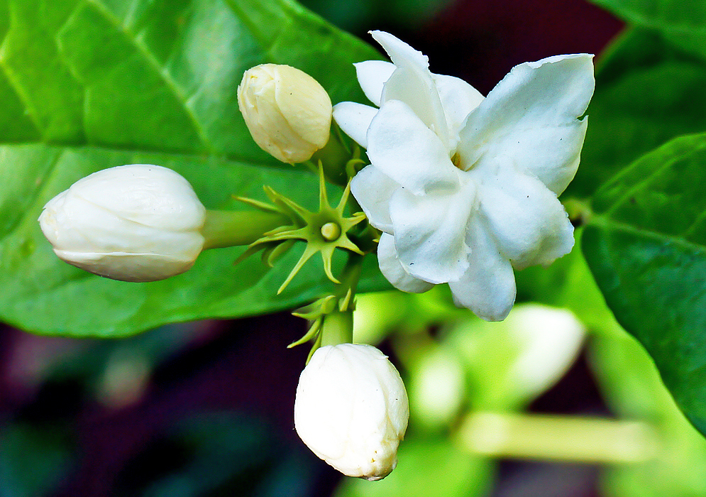 Double white Jasminum sambac flower and white flower buds