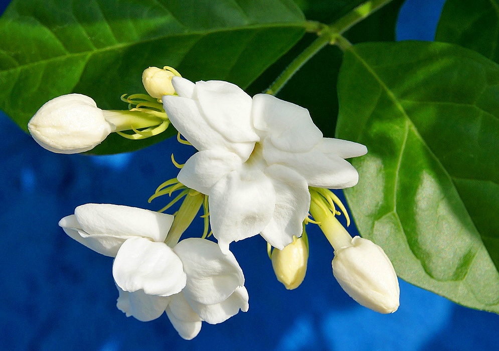 Two white flowers and flower buds of a Jasminum sambac in front of a blue wall