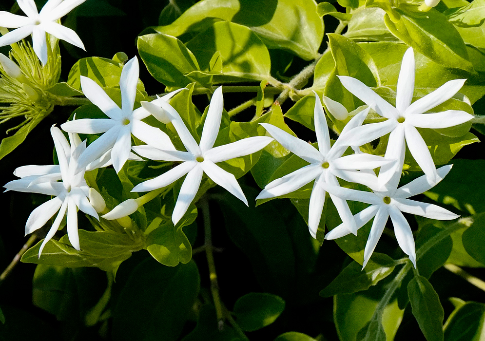 Jasminum volubile star-shaped blooms with five slender, white petals that radiate symmetrically from a small, green center