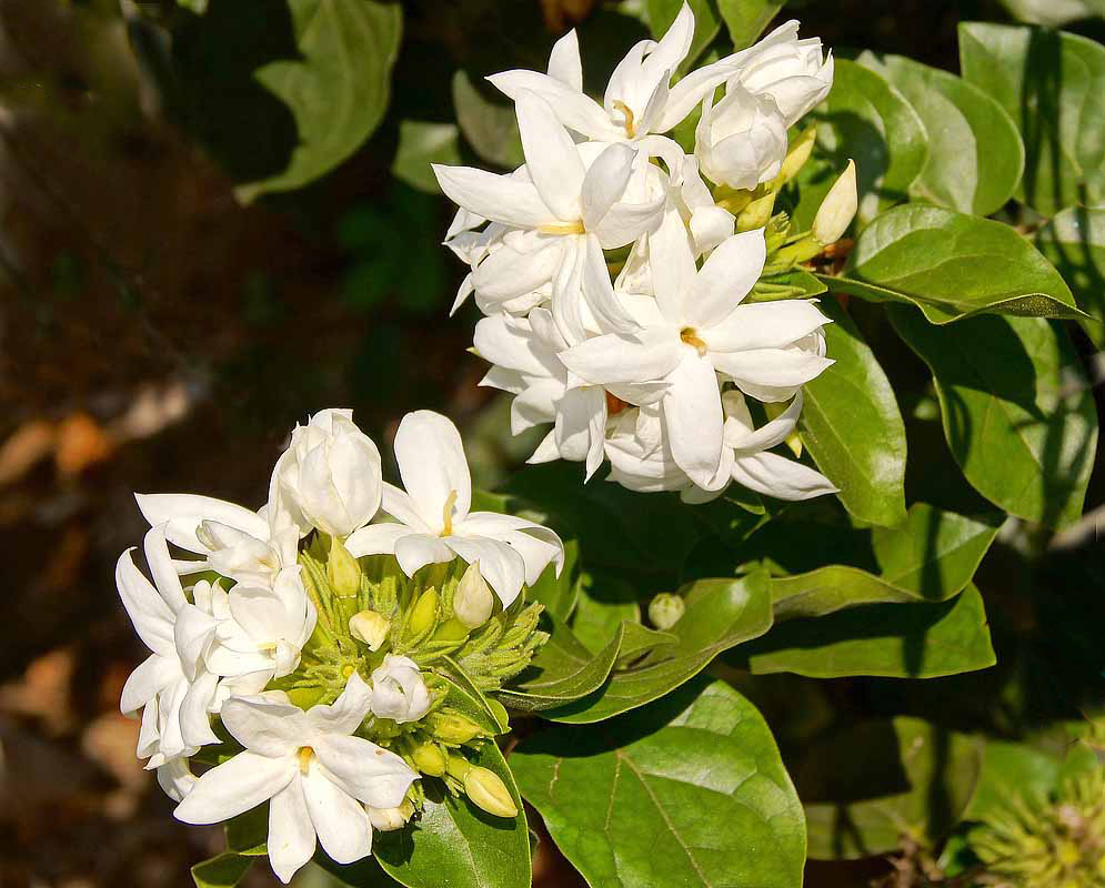Cluster of white Jasminum multiflorum flowers in sunlight