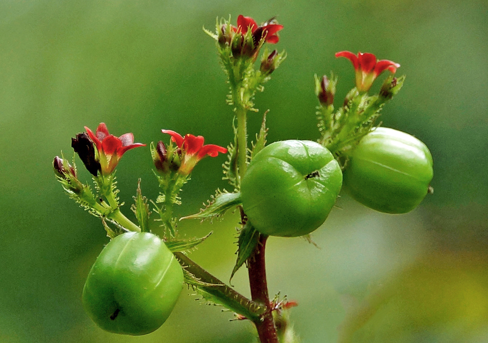 Red Jatropha gossypifolia flowers and green fruit