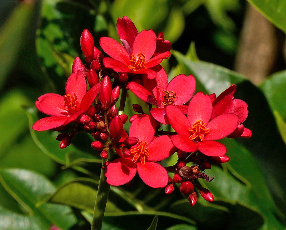Bright red Jatropha integerrima flowers emerging from a stem packed with unopened buds and reddish flower stalks, surrounded by green foliage