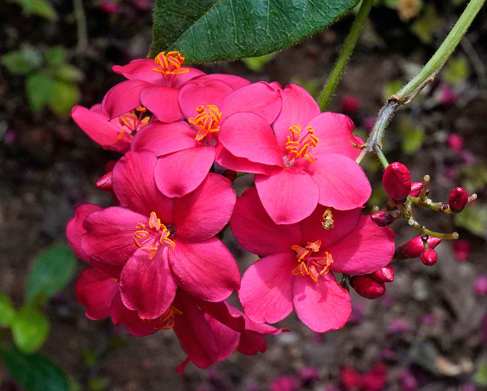 A dense cluster of dark pink Jatropha integerrima flowers with rounded petals and vibrant orange stamens, surrounded by unopened red buds