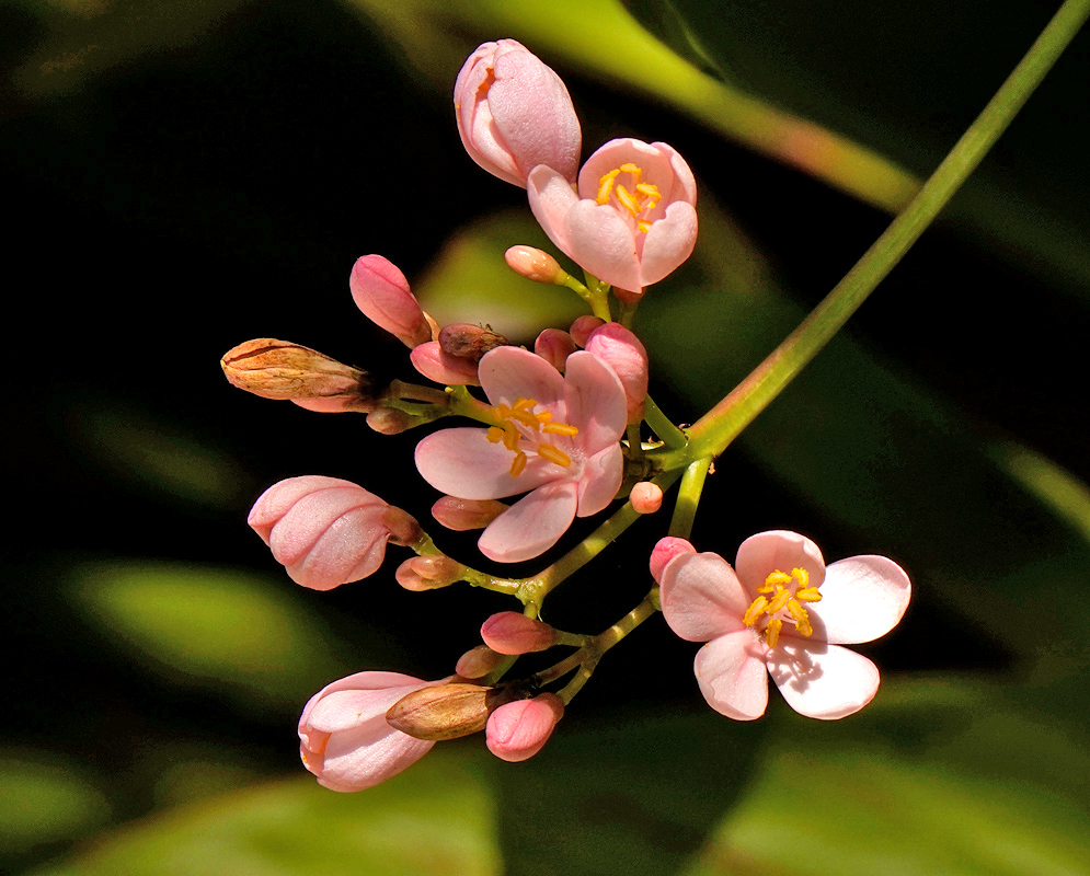 Delicate pink Jatropha integerrima flowers with five-petal symmetry and central yellow stamens emerging from a slender stalk