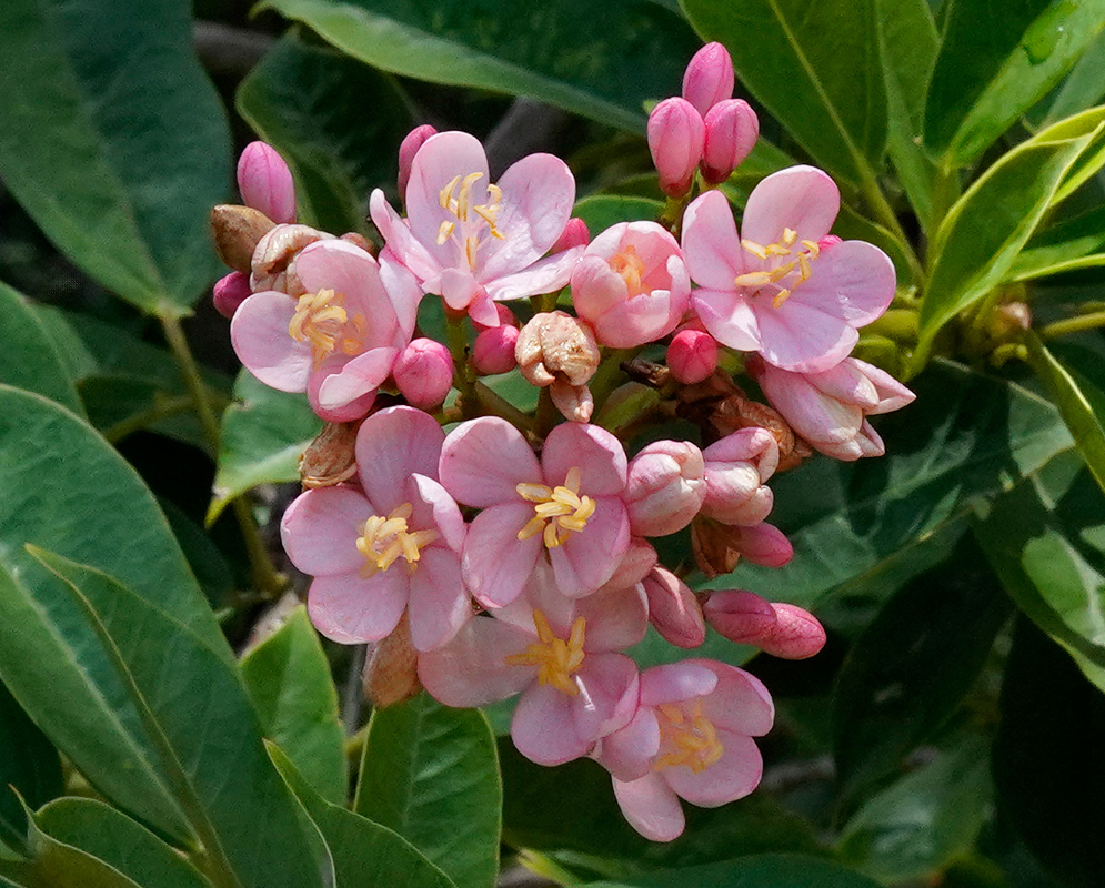 Cluster of pink Jatropha integerrima flowers with fully open petals and yellow filament tips, set against a soft background