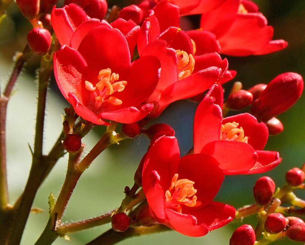 Red Jatropha integerrima flowers in peak bloom with surrounding tight buds and shiny foliage in a tropical garden setting