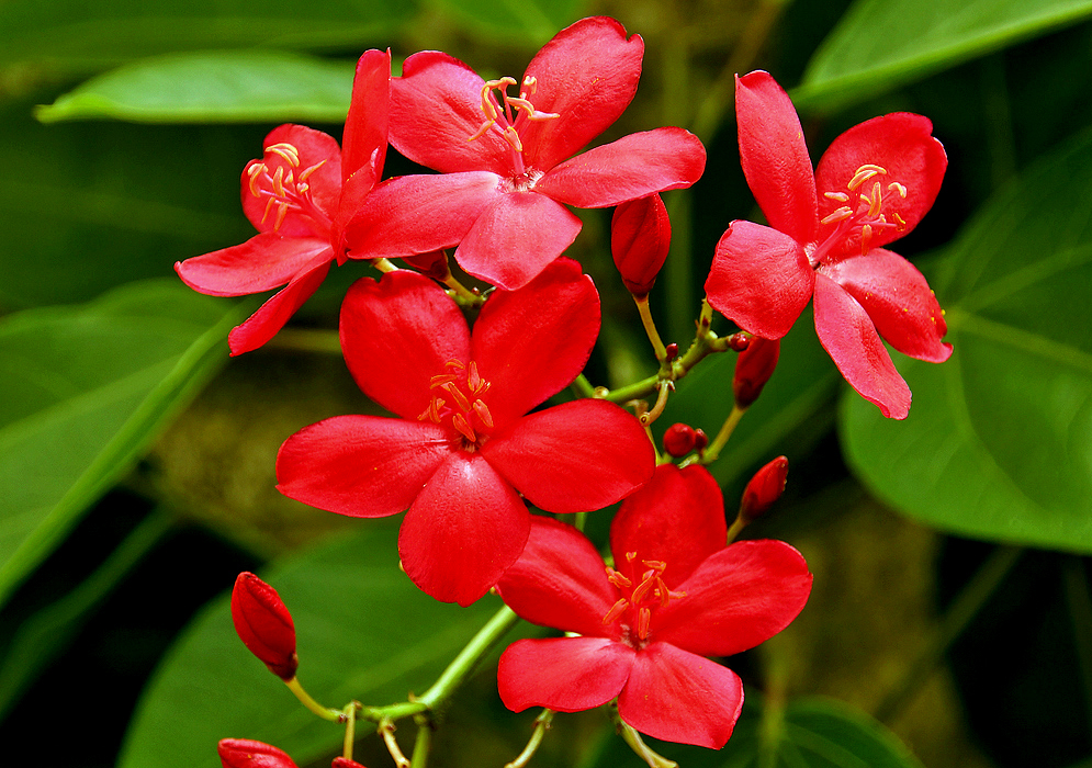 A cluster of Jatropha integerrima flowers and buds