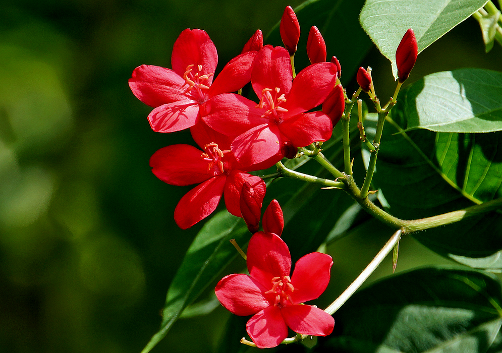 A cluster of Jatropha integerrima flowers and buds in sunlight