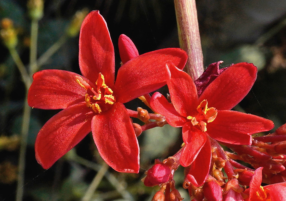 Jatropha macrantha has bright red flowers with elongated separate petals and yellow stamens above clustered red buds