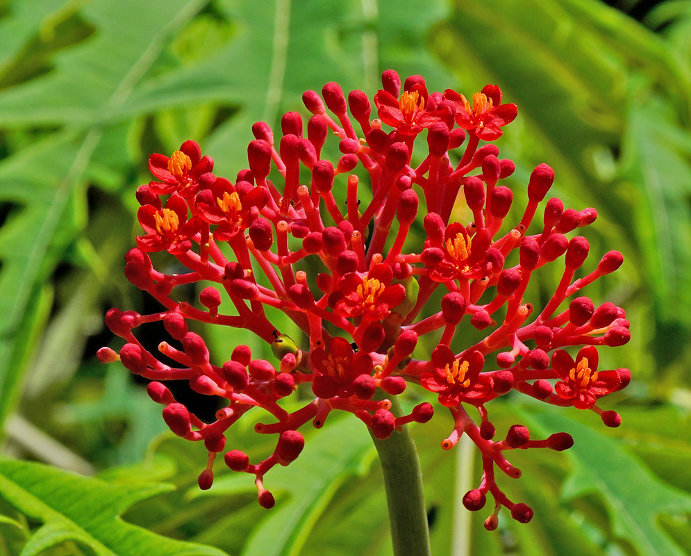 Jatropha multifida Red Flower Cluster A dense inflorescence of small, vivid red flowers with prominent orange stamens emerging from thick red stalks, blooming above finely divided green leaves